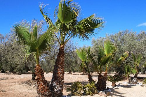 Palm trees by Inge Hogenbijl