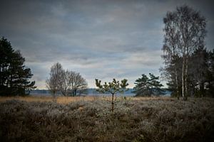 Kleine Kiefer in der Elspeetseer Heide