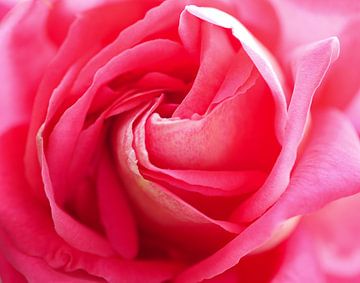 A rose is a rose van Odette Kleeblatt