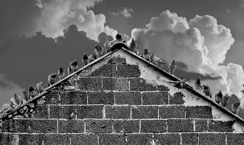 Het grote duivencongres