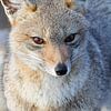 Portret van een Patagonische vos van Lennart Verheuvel