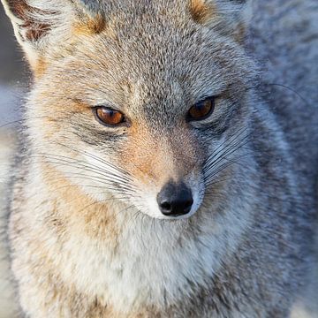 Portrait of a Patagonian Fox