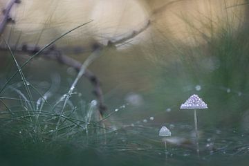 Kleine Mycena's in het gras van Patricia van Kuik