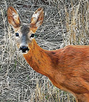 Portrait Of A Roe Deer