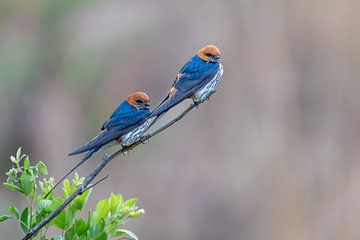 Kaapse Zwaluwen in Rietvlei Zuid Afrika