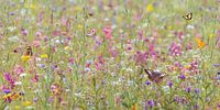 Bloemenveld met vlinders van Martin Bergsma thumbnail