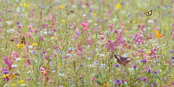 Champ de fleurs avec des papillons