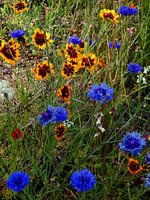 English Cottage Garden Bloemen 4