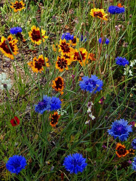 English Cottage Garden Bloemen 4 van Dorothy Berry-Lound