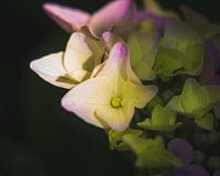 Hydrangea in close-up: Soft