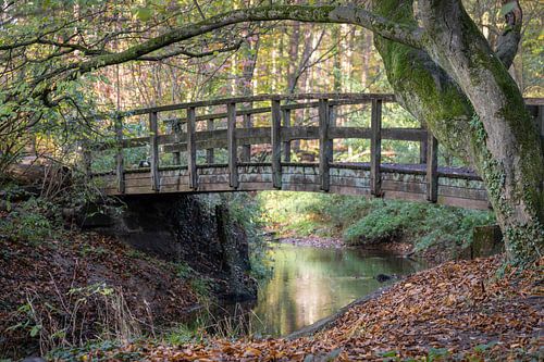 Wooden bridge in an autumn forest in the Netherlands van Tonko Oosterink