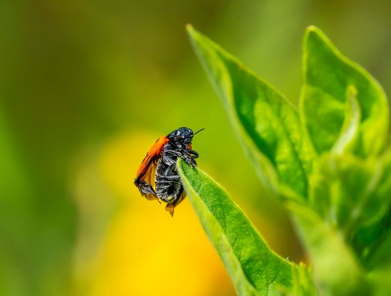 Ladybug crawling on a green leaf by ManfredFotos