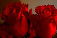 FLORAAL : RODE ROZEN VOOR HUWELIJKSVERJAARDAG van Photoart-Naegele thumbnail