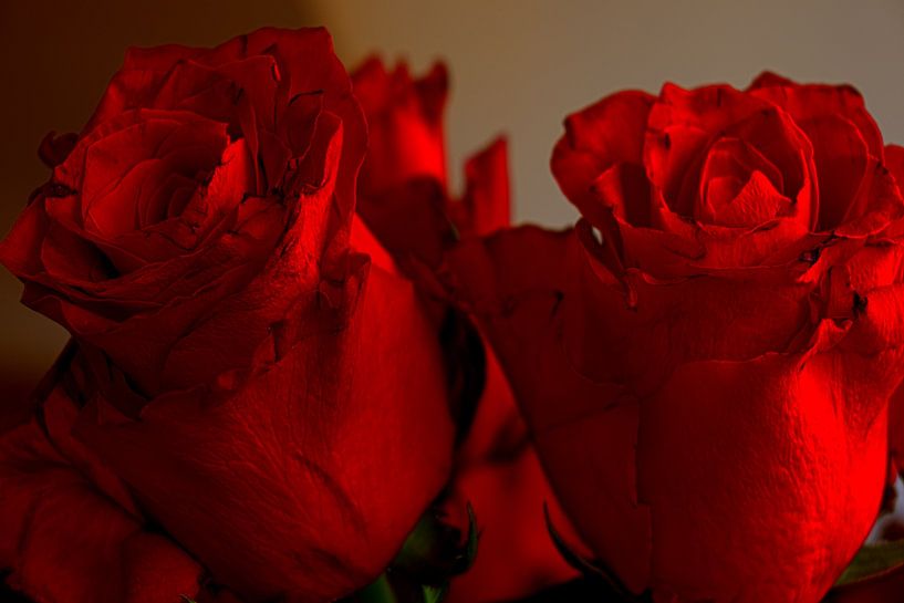 FLORAAL : RODE ROZEN VOOR HUWELIJKSVERJAARDAG van Photoart-Naegele