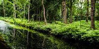 Image de nature d'un parc néerlandais avec de vieux arbres et des fossés par MICHEL WETTSTEIN Aperçu
