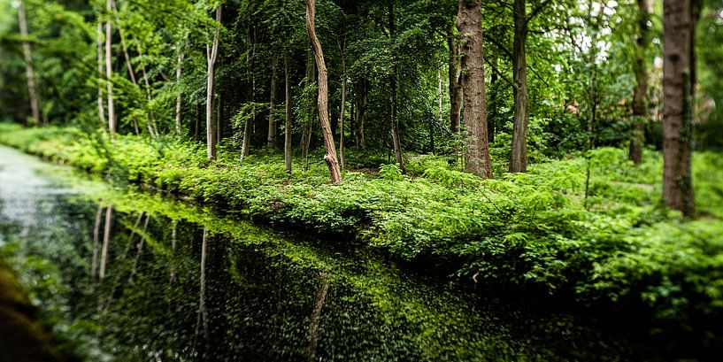 Image de nature d'un parc néerlandais avec de vieux arbres et des fossés par MICHEL WETTSTEIN