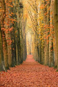 A wall of trees van Max ter Burg Fotografie