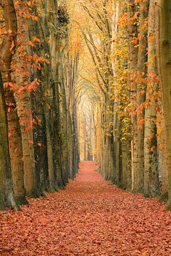 A wall of trees by Max ter Burg Fotografie