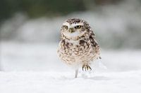 Holenuiltje in de sneeuw
