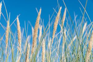 Halme des Dünengrases in einem stahlblauen Himmel