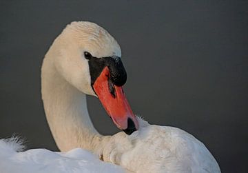 Höckerschwan von Frank Smedts