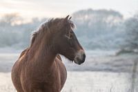 Exmoor pony in winter