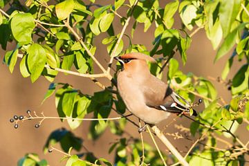 Pestvogel in Houten van Merijn Loch