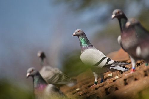 Postduiven zijn weer thuis