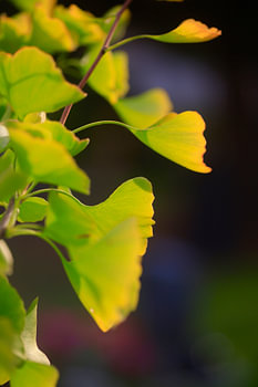 Herbstlicher Ginkgo