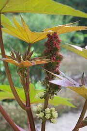 Nature, flower by Alexandra Verkerk