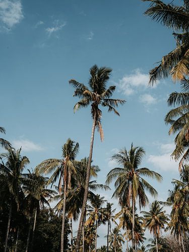 Palmiers 1 sur Inge van Tilburg