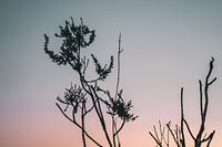 Pflanzen Abendsonne Naturschutzgebiet Maashorst Uden Makrofotografie