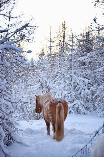 IJslands paard in de sneeuw in het bos