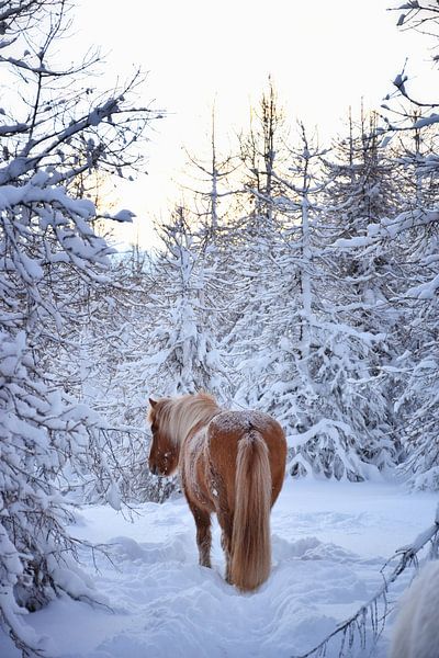 IJslands paard in de sneeuw in het bos van Elisa in Iceland