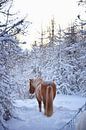 IJslands paard in de sneeuw in het bos van Elisa in Iceland thumbnail