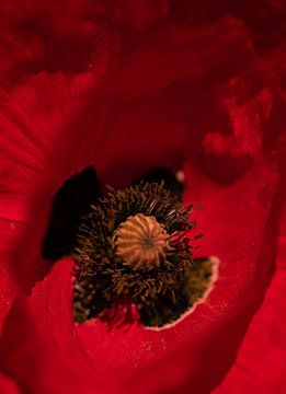 Coquelicot de près sur Foto Studio Labie