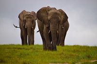 Afrikanische Elefanten