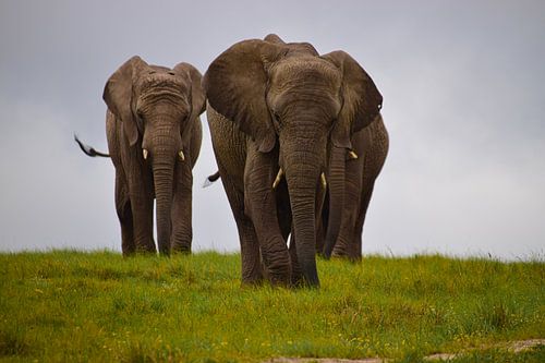 Afrikanische Elefanten