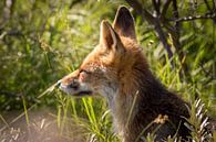 Rode vos close-up bij laagstaande avondzon van Marcel Alsemgeest thumbnail