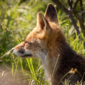 Red fox close-up at low evening sun by Marcel Alsemgeest