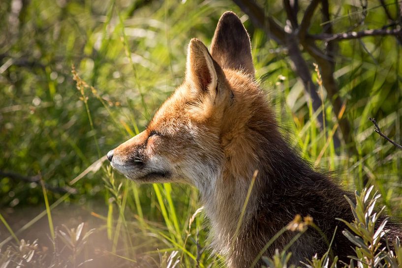 Rotfuchs Nahaufnahme bei tief stehender Abendsonne von Marcel Alsemgeest