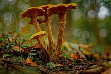 Honingzwam tussen de herfstbladeren van KCleBlanc Photography