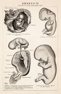 Menselijk lichaam. Embryo II van Studio Wunderkammer