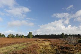 Dans la lande de Lunebourg sur Karina Gebert
