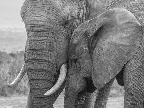 L'amour maternel sur Diane van Veen