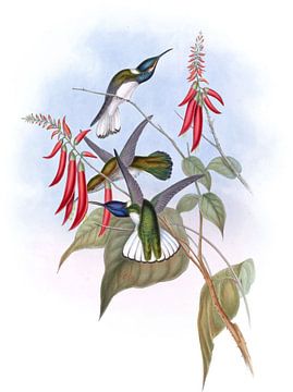 Geweldige Jacobin, John Gould van Hummingbirds