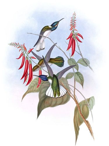 Toller Jakobin, John Gould