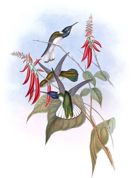 Grand Jacobin, John Gould par Hummingbirds