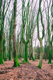 Ongerept van Mikey Struik