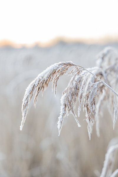 Stilleven in de winter in Friesland van Lydia